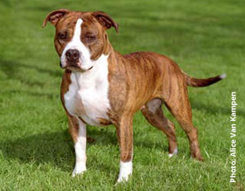 American Staffordshire Terrier Breed Description