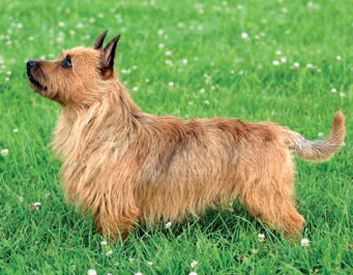 Australian Terrier Breed Description