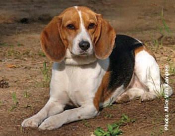 Beagle Breed Description