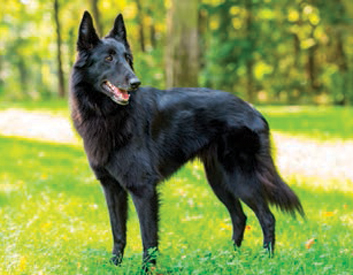 Belgian Shepherd Dog Breed Description