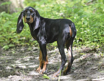 Black and Tan Coonhound Breed Description