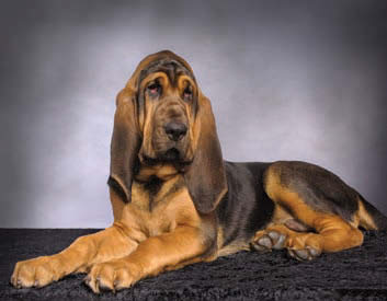  Bloodhound Breed Description