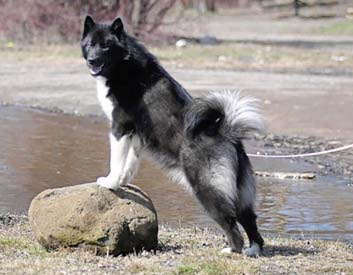Canadian Eskimo Dog Breed Description