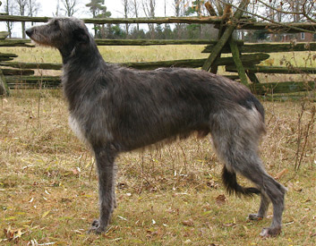 Scottish Deerhound Breed Description