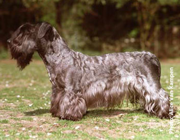 Cesky Terrier Breed Description