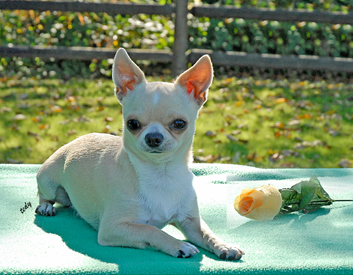 Short-Coated Chihuahua Breed Description