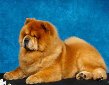 Chow Chow Breed Description