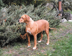 German Shepherd Dog Breed Description