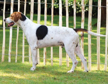 English Foxhound Breed Description