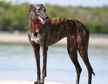 Greyhound Breed Description