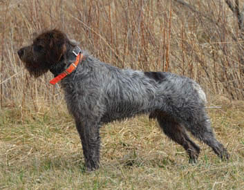 Wire-Haired Pointing Griffon Breed Description