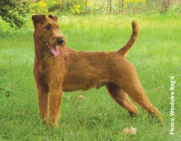 Irish Terrier Breed Description