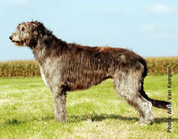 Irish Wolfhound Breed Description