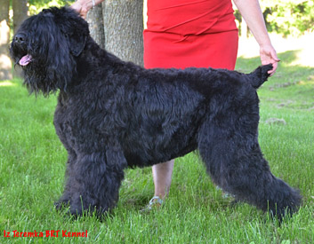 Black Russian Terrier Breed Description