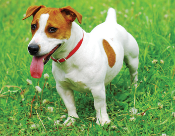 Jack Russell Terrier Breed Description