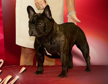 French Bulldog Breed Description