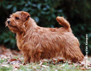 Norfolk Terrier Breed Description