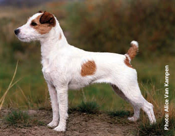 Parson Russell Terrier Breed Description