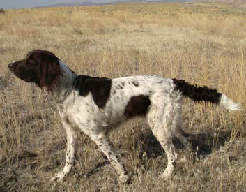 German Long-Haired Pointer Breed Description