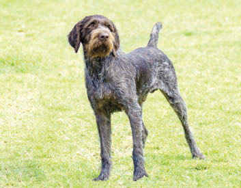 German Wire-Haired Pointer Breed Description