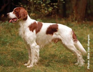 Irish Red and White Terrier Breed Description
