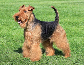 Welsh Terrier Breed Description