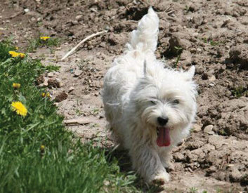 West Highland White Terrier Breed Description