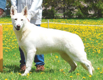 White Shepherd Breed Description
